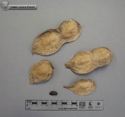 Lonchocarpus-cochleatus-FS4010.jpg.jpg