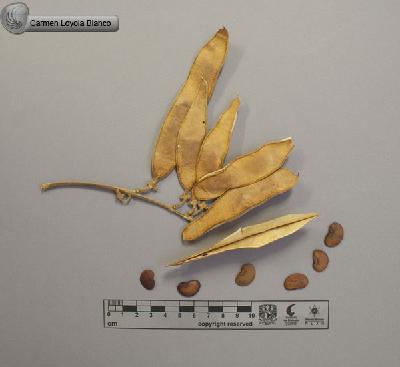 Lonchocarpus-spectabilis-FS4140.jpg.jpg