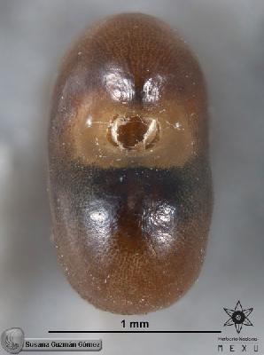 Crotalaria-sagittalis-FS3721-zh.jpg.jpg