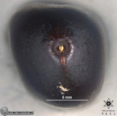 Hymenaea-courbaril-FS3097-zh.jpg.jpg