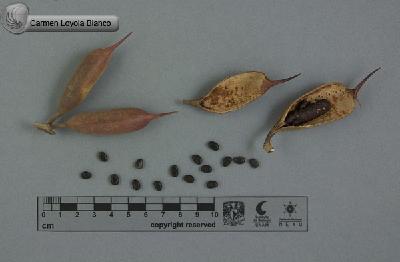 Acacia-cornigera-FS3074.jpg.jpg