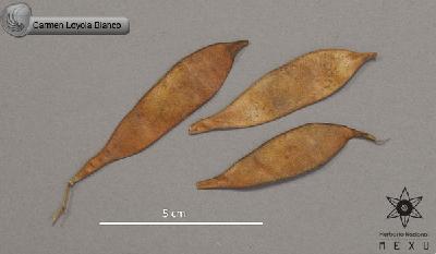 Lonchocarpus-schiedeanus-FS4015.jpg.jpg