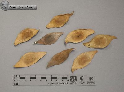 Lonchocarpus-hintonii-FS4190.jpg.jpg