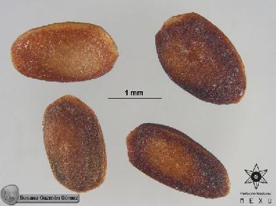 Cecropia-obtusifolia-FS5421-sem.jpg.jpg