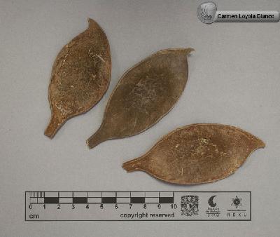 Lonchocarpus-muehlbergianus-FS4003.jpg.jpg