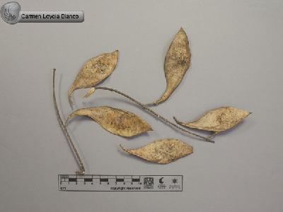 Lonchocarpus-punctatus-FS4096.jpg.jpg