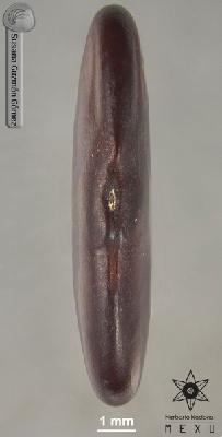 Lonchocarpus-obovatus-FS4005-zh.jpg.jpg