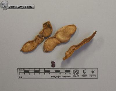 Lonchocarpus-latimarginatus-FS4102.jpg.jpg