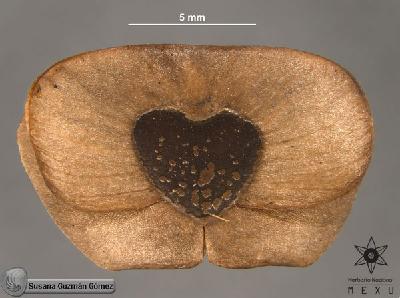 Aristolochia-maxima-FS360-sem1.jpg.jpg