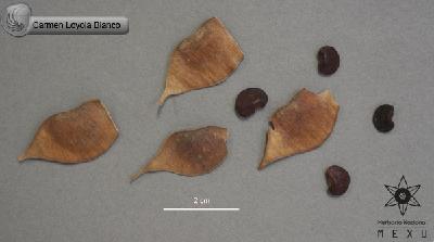 Lonchocarpus-orotinus-FS4006.jpg.jpg