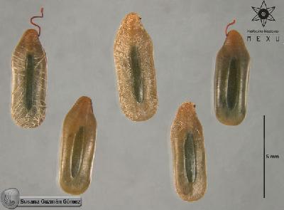 Cassia-reticulata-FS2968-sem.jpg.jpg