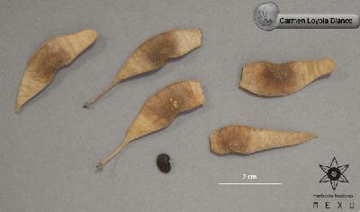 Lonchocarpus-minimiflorus-FS4002.jpg.jpg