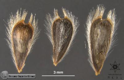 Encelia-asperifolia-FS1337-sem.jpg.jpg