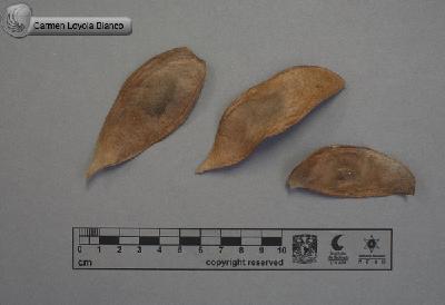 Lonchocarpus-castilloi-FS4214.jpg.jpg