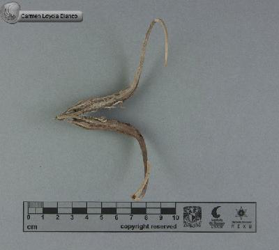 Proboscidea-parviflora-subsp-gracillima-FS5021.jpg.jpg