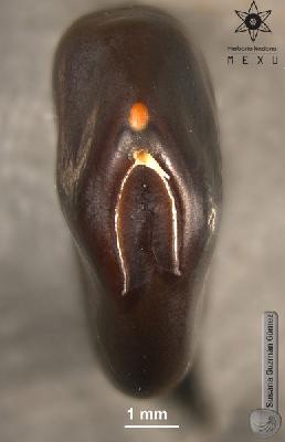 Bauhinia-monandra-FS2832-zh.jpg.jpg