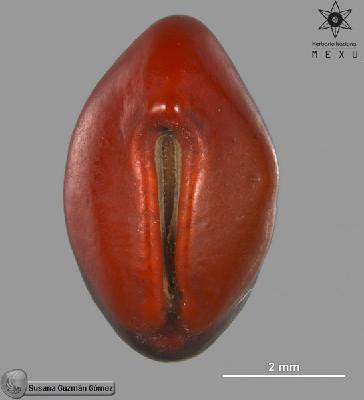 Rhynchosia-pyramidalis-FS4902-zh.jpg.jpg