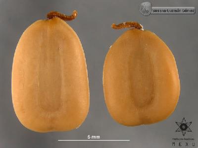 Albizia-adinocephala-FS2946-sem.jpg.jpg