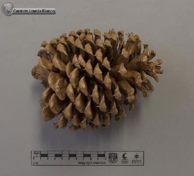 Pinus-jeffreyi-FS7422-b.jpg.jpg