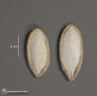 Cucurbita-argyrosperma-subsp-argyrosperma-FS1513-sem1.jpg.jpg
