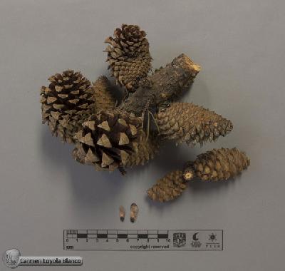Pinus-muricata-FS7703.jpg.jpg