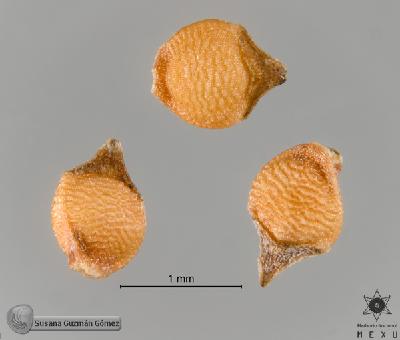 Rhynchospora-floridensis-FS9468-aquenios.jpg.jpg