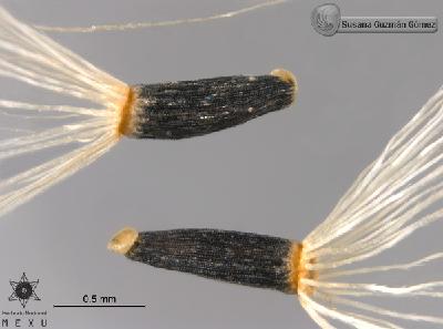 Schistocarpha-eupatorioides-FS9441-aquenios-acerc.jpg.jpg