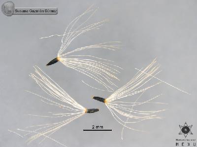 Schistocarpha-eupatorioides-FS9441-aquenios.jpg.jpg