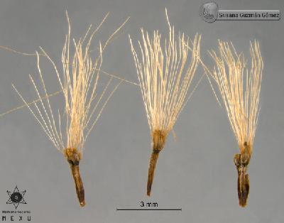 Critonia-lanicaulis-FS9431-aquenios.jpg.jpg