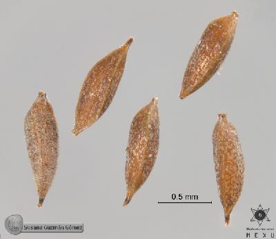 Cyperus-pseudovegetus-var-megalanthus-FS9459-aquenios-1.jpg.jpg