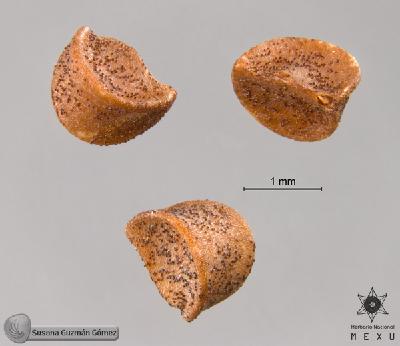 Phyllanthus-liebmannianus-FS9521-1.jpg.jpg