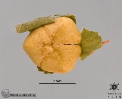 Phyllanthus-liebmannianus-FS9521-2.jpg.jpg