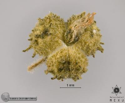 Acalypha-villosa-FS9488-2.jpg.jpg
