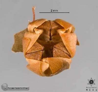 Phyllanthus-liebmannianus-FS9520-2.jpg.jpg