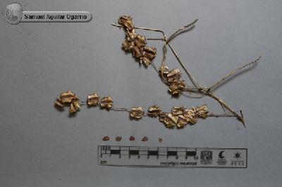 Dioscorea-remotiflora-FS8419.jpg.jpg