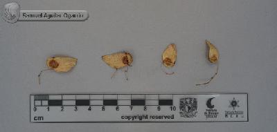 Begonia-multistaminea-FS9792.jpg.jpg