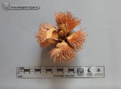 Sloanea-medusula-FS2088-a.jpg.jpg