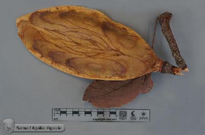 Callichlamys-latifolia-FS453-a.jpg.jpg