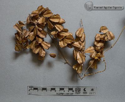 Dioscorea-floribunda-FS1986.jpg.jpg