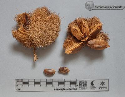 Sloanea-grandiflora-FS2303.jpg.jpg