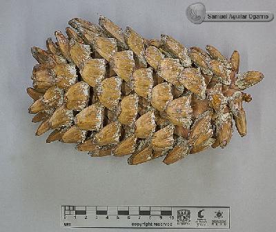 Pinus-maximartinezii-FS10200.jpg.jpg