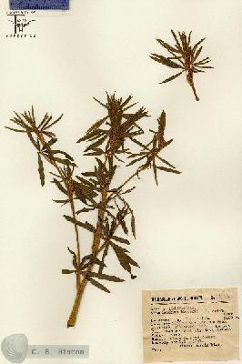 URN_catalog_HBHinton_herbarium_11932.jpg.jpg
