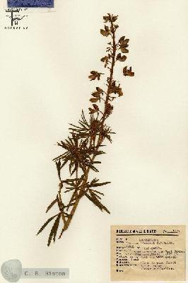 URN_catalog_HBHinton_herbarium_11932-1.jpg.jpg