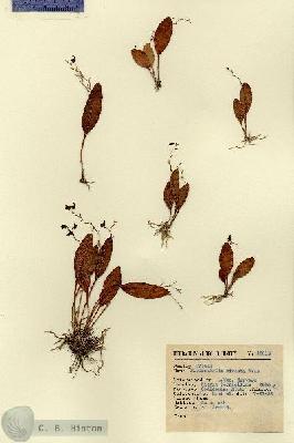 URN_catalog_HBHinton_herbarium_15018.jpg.jpg