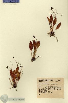 URN_catalog_HBHinton_herbarium_15018-1.jpg.jpg