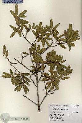 URN_catalog_HBHinton_herbarium_18697.jpg.jpg