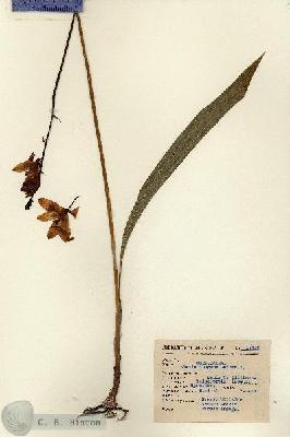 URN_catalog_HBHinton_herbarium_14416.jpg.jpg