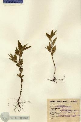 URN_catalog_HBHinton_herbarium_13193.jpg.jpg