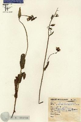 URN_catalog_HBHinton_herbarium_1321.jpg.jpg