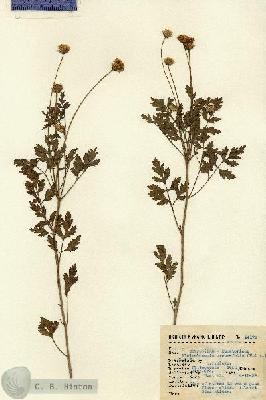 URN_catalog_HBHinton_herbarium_14178.jpg.jpg